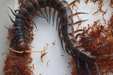 Spinnen und Skorpione kaufen und verkaufen Foto: Rare Scolopendra : Scolopendra sp Toraja 