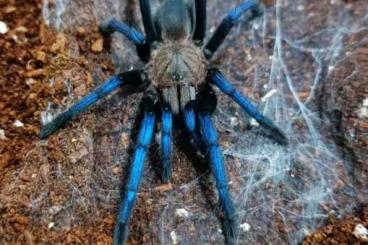 Spinnen und Skorpione kaufen und verkaufen Foto: Birupes simoroxigorum - Neon blue legs tarantula 