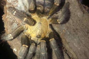 Spinnen und Skorpione kaufen und verkaufen Foto: New rare species from Asia -  Ornithoctoninae sp South Cotabato Highla