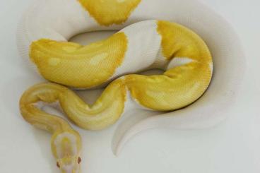 Ball Pythons kaufen und verkaufen Photo: 0,1 Albino Piebald Königspython 