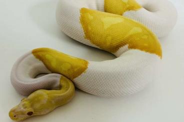Ball Pythons kaufen und verkaufen Photo: 0,1 Königspython Albino Piebald (Albinopied) Ball Pythons kaufen und verkaufen Photo: 0,1 Königspython Albino Piebald (Albinopied)