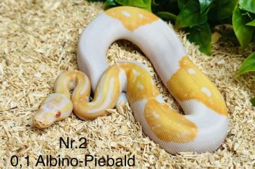 Königspythons kaufen und verkaufen Foto: Albino - Piebald (Albinopied)