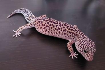 Geckos kaufen und verkaufen Foto: Leopardgecko Zucht winterthur 