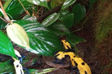 Pfeilgiftfrösche kaufen und verkaufen Foto: Dendrobates tinctorius “Citronella”