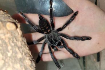 Spinnen und Skorpione kaufen und verkaufen Photo: Biete folgende Spinnen zum Verkauf Spinnen und Skorpione kaufen und verkaufen Photo: Biete folgende Spinnen zum Verkauf