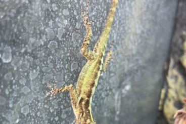 andere Echsen kaufen und verkaufen Foto: 1.0 Anolis marmoratus marmoratus subadult