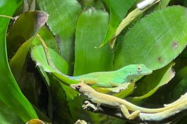 Echsen  kaufen und verkaufen Foto: 1.1 Anolis grahami subadult