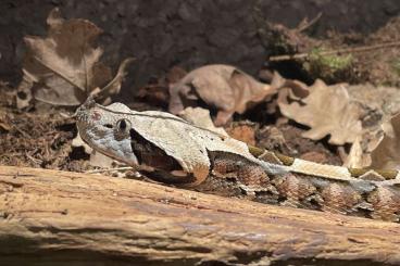 Venomous snakes kaufen und verkaufen Photo: Bestandsverkleinerung aus Beruflichen Gründen 