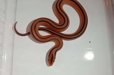 Schlangen kaufen und verkaufen Foto: 1.1 oreocryptophis porphyraceus coxi available Schlangen kaufen und verkaufen Foto: 1.1 oreocryptophis porphyraceus coxi available