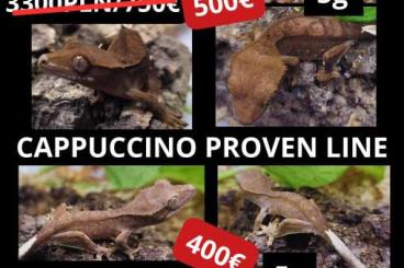 Geckos kaufen und verkaufen Photo: HAMM 9.9 Lilly white Cappuccino Frappuccino Crested Gecko -PROVEN LINE