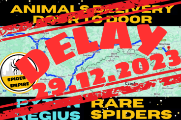 Geckos kaufen und verkaufen Photo: ROAD TO GERMANY! SPIDERS/CRESTED GECKOS/REGIUS [DOOR-TO-DOOR DELIVERY]