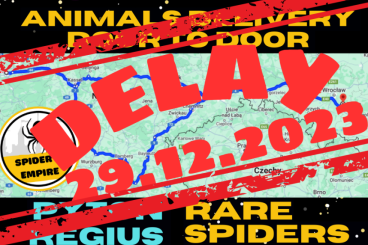 Spiders and Scorpions kaufen und verkaufen Photo: ROAD TO GERMANY! SPIDERS/CRESTED GECKOS/REGIUS [DOOR-TO-DOOR DELIVERY]