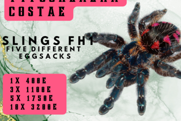 Spiders and Scorpions kaufen und verkaufen Photo: TYPHOCHLAENA COSTAE [CRAZY PROMO] FOR HAMM!