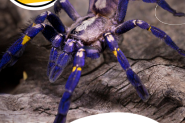 Spinnen und Skorpione kaufen und verkaufen Foto: WEINSTADT 04.05 [PREORDER ONLY]