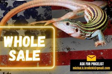 Schlangen kaufen und verkaufen Foto: ???? New USA Import Arriving on 23.05 – Pre-Order Now! Schlangen kaufen und verkaufen Foto: ???? New USA Import Arriving on 23.05 – Pre-Order Now!