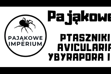Spiders and Scorpions kaufen und verkaufen Photo: Vogelspinnen mit versand to EUROPE