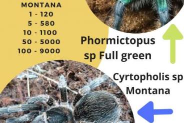 Spinnen und Skorpione kaufen und verkaufen Foto: Cyrtopholis sp Montana, Phormictopus sp full green