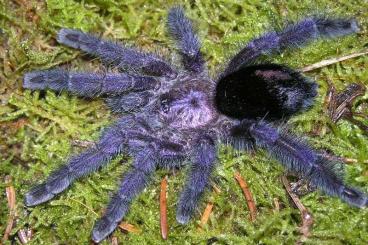 Spinnen und Skorpione kaufen und verkaufen Foto: AVICULARIA PURPUREA MIT VERSAND ZU WORLD!