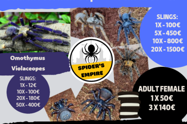 Spinnen und Skorpione kaufen und verkaufen Foto: Spider's EMPIRE - SPECIAL OFFER TILL THE END OF JULY!