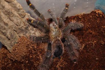 Spinnen und Skorpione kaufen und verkaufen Foto: Avicularia Rufa SLINGS! WORLDWIDE shipment possible