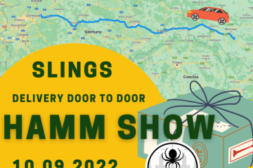 - bird spiders kaufen und verkaufen Photo: Spiders for HAMM SHOW 10.09 - Delivery DOOR-TO-DOOR. SPECIAL OFFER!