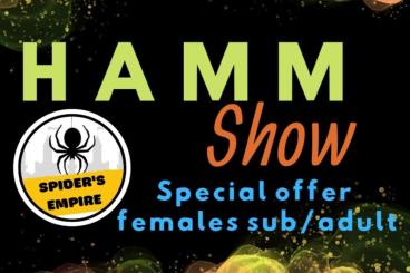 - bird spiders kaufen und verkaufen Photo: SPECIAL OFFER!!! HAMM SHOW 10.09 Females of RARE SPIDERS - AVICULARIA 