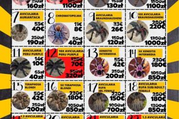 - bird spiders kaufen und verkaufen Photo: BLACK FRIDAY - HOUTEN 27.11, Delivery DOOR-TO-DOOR. BIG SALES