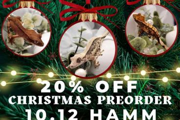 Geckos kaufen und verkaufen Photo: HAMM 10.12 [PREORDER -20%] Ciliatus, Crested, Kronen Gecko