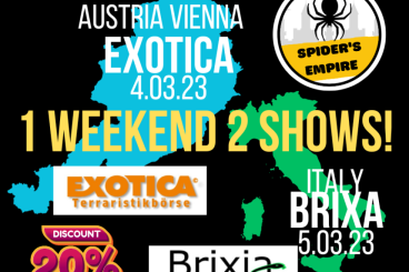 Spiders and Scorpions kaufen und verkaufen Photo: VIENNA 04.03 & BRIXIA 05.03 [PREORDER -20%] RARE AVIC, BISTROPELMA etc