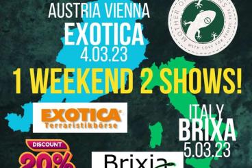 Geckos kaufen und verkaufen Foto: VIENNA EXOTIKA 04.03 & BRIXIA REPTILES 05.03 [PREORDER -20%] CRESTED