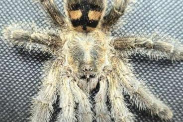 Spiders and Scorpions kaufen und verkaufen Photo: TERRARIA HOUTEN 09.04 [WHOLESALE - BUSSINESS LIST] DOOR-TO-DOOR