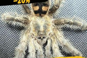Spinnen und Skorpione kaufen und verkaufen Foto: HOUTEN 09.04 / RARE SPIDERS! / [A. HIRSHI]  DELIVERY