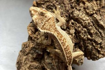 Geckos kaufen und verkaufen Foto: Correlophus Ciliatus 0.0.X Kronengecko