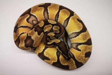 Snakes kaufen und verkaufen Photo: Bally python / hamm / praga / budapest 