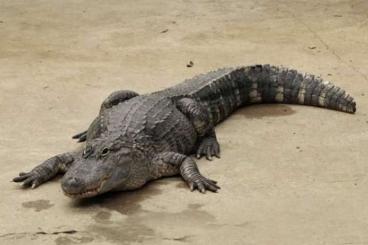 andere Echsen kaufen und verkaufen Foto: Suche 1.0 Mississippi Alligator