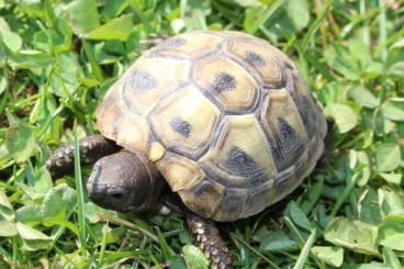 Tortoises kaufen und verkaufen Photo: Griechische Landschildkröten