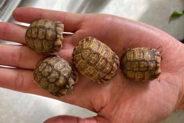 Tortoises kaufen und verkaufen Photo: Testudo kleinmanni, Egyptian tortoise/Ägyptische Landschildkröte CB’23