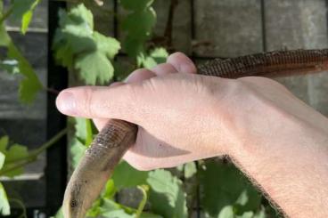 Echsen kaufen und verkaufen Foto: Scheltopusik/European glass lizard, Ophisaurus apodus Echsen kaufen und verkaufen Foto: Scheltopusik/European glass lizard, Ophisaurus apodus