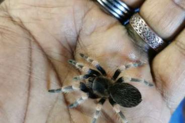 - bird spiders kaufen und verkaufen Photo: Vogelspinnen abzugeben.! 