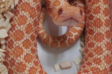 Colubrids kaufen und verkaufen Photo: Hakennasennattern abzugeben 