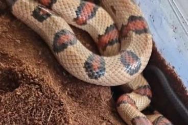 Nattern ungiftige  kaufen und verkaufen Photo: Lampropeltis leonis abzugeben 