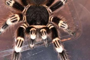 - bird spiders kaufen und verkaufen Photo: Verschiedene Vogelspinnen NOTVERKAUF!