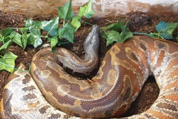 Pythons kaufen und verkaufen Foto: Biete ein blutpython Weibchen 