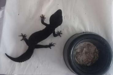 Echsen  kaufen und verkaufen Foto: 1.8 Black Night Leopard gekko