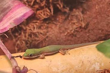 Geckos kaufen und verkaufen Foto: Phelsuma lineata bombetokensis DNZ