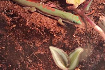 Geckos kaufen und verkaufen Photo: Phelsuma lineata bombetokensis