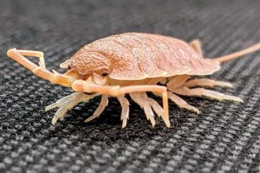 Myriapoda kaufen und verkaufen Photo: Armadillidium Porcellio Asslen 