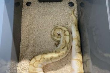 Snakes kaufen und verkaufen Photo: Mehrere Königspythons Jungtiere bis adult 