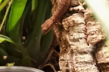 Geckos kaufen und verkaufen Foto: Jungferngeckos (Lepidodactylus lugubris)
