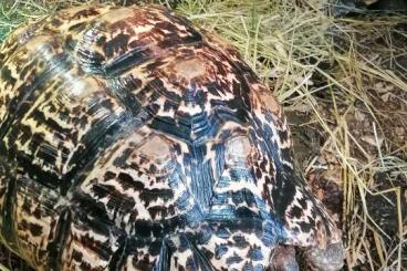 Turtles and Tortoises kaufen und verkaufen Photo: Tortue Stigmochelys Pardalis 